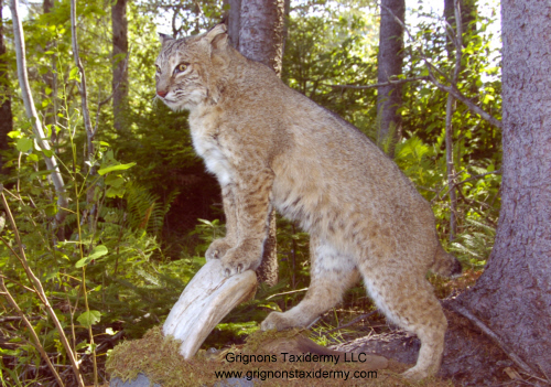 bobcat